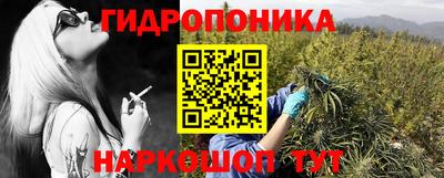 гашик Кингисепп